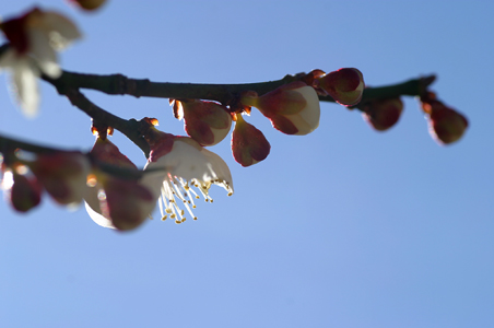 撮りためた梅の花の写真2