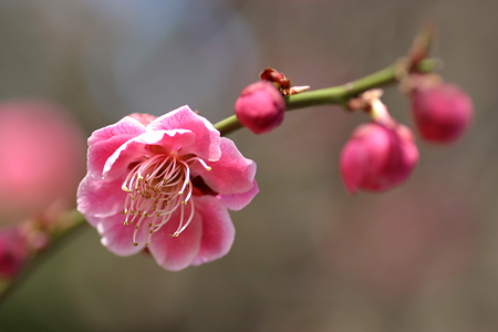 撮りためた梅の花の写真3