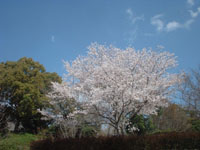 桜05