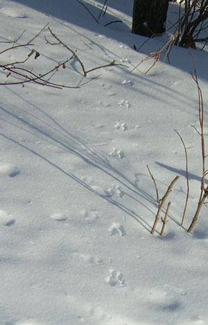squirrelfootprints.jpg