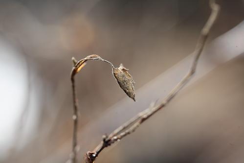 ホシミスジ越冬幼虫巣