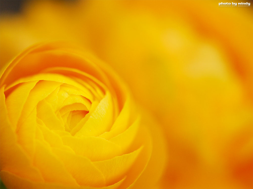 さんぽふぉと Sanpophoto 無料壁紙 黄色い花