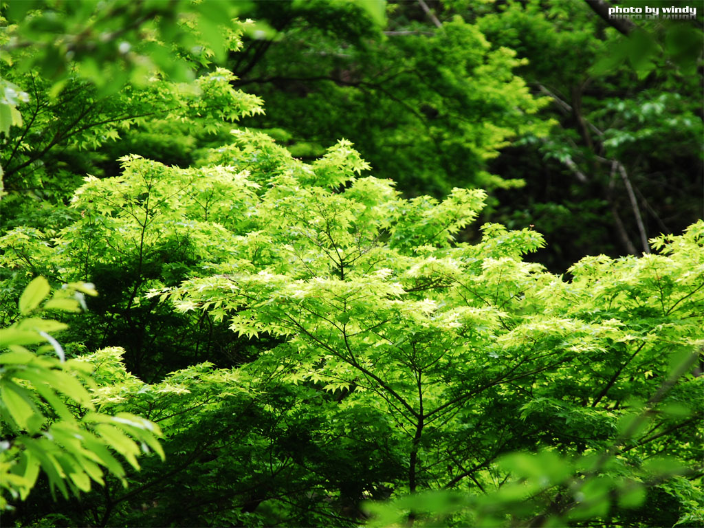 さんぽふぉと Sanpophoto 無料壁紙 森の中の新緑