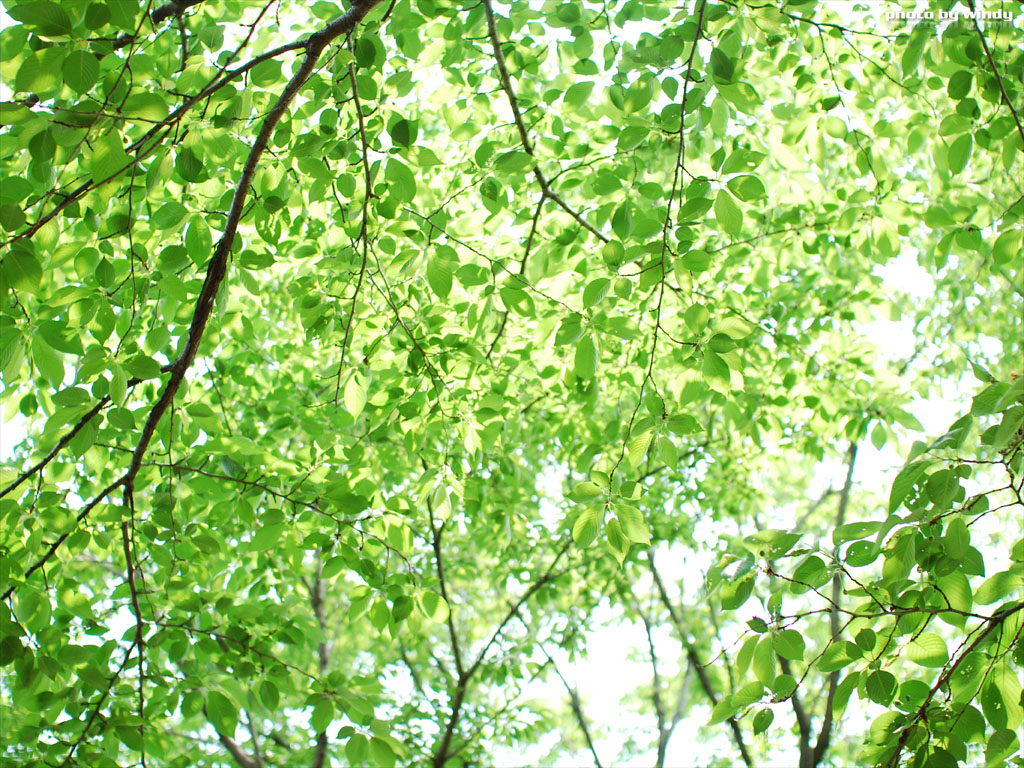 さんぽふぉと Sanpophoto 無料壁紙 公園の新緑