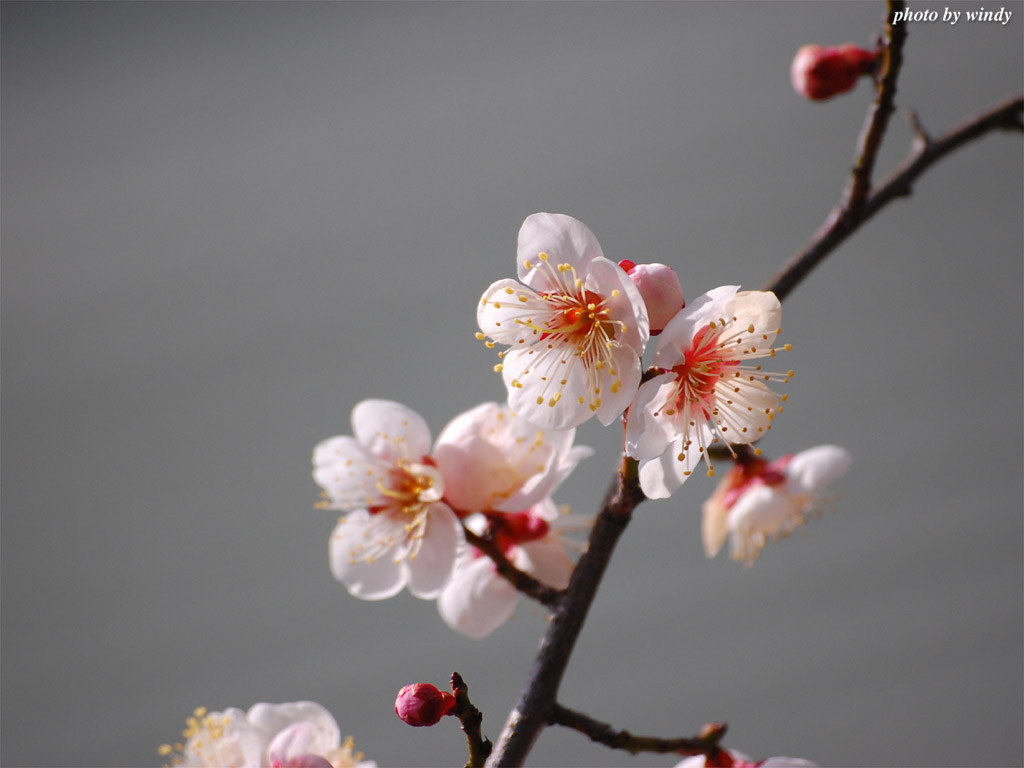 さんぽふぉと Sanpophoto 無料壁紙 梅の花たち