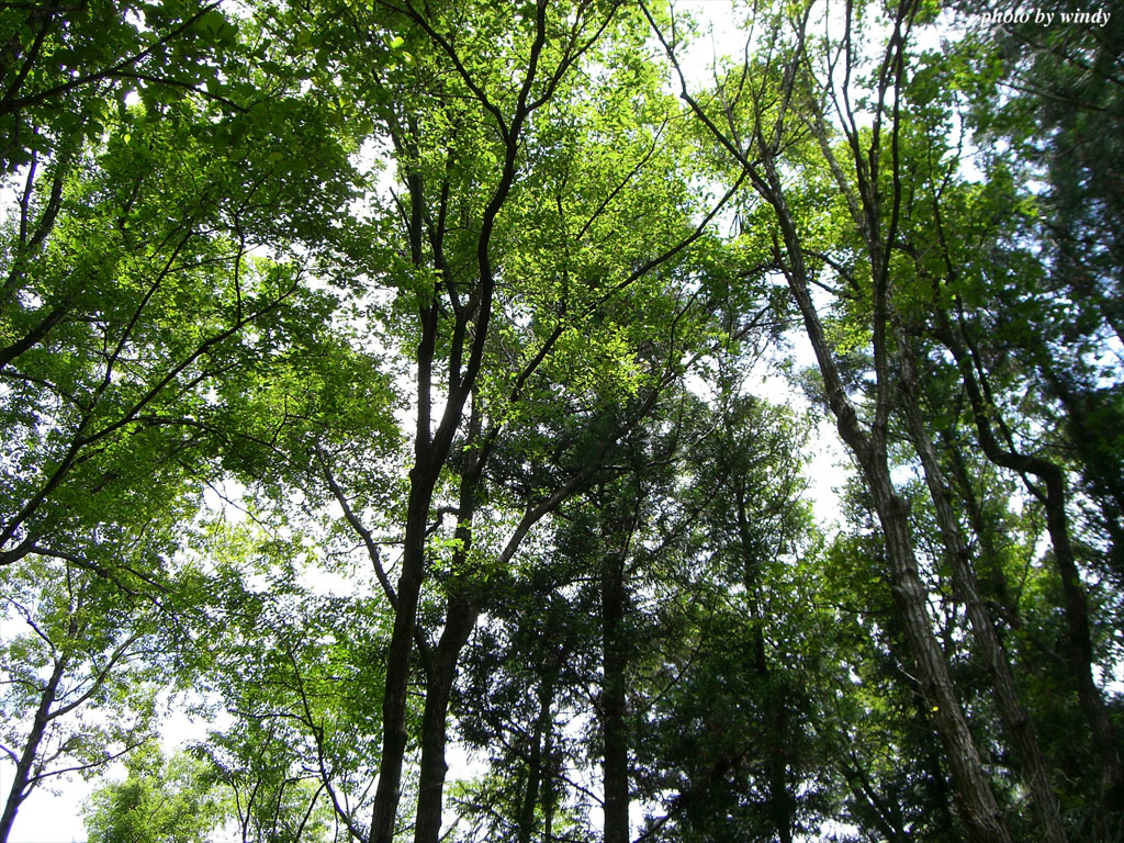 さんぽふぉと Sanpophoto 無料壁紙 初夏の木々