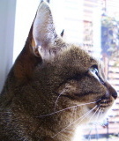 おっとり猫のアイシス。名前の由来は、漫画「王家の紋章」に登場する女王アイシスより。